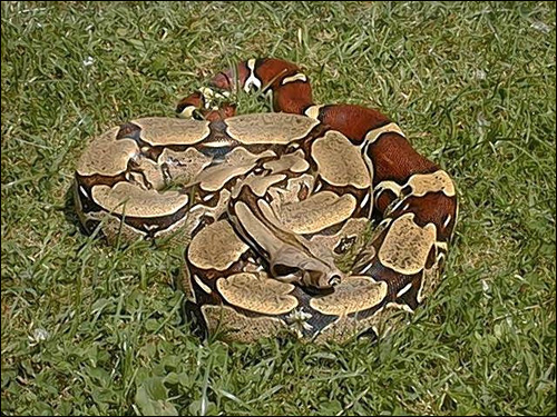 Удав обыкновенный (Constrictor constrictor, Boa constrictor), Фото фотография картинка рептилии змеи