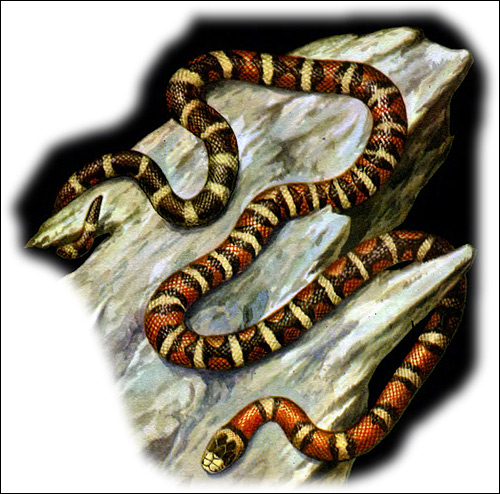 Королевская горная змея (Lampropeltis pyromelana), Рисунок картинка рептилии