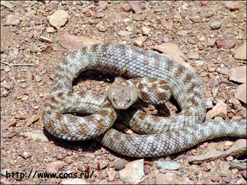 Кошачья змея (Telescopus), Фото фотография картинка рептилии
