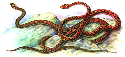 Леопардовый полоз (Elaphe leopardina), Рисунок картинка рептилии змеи