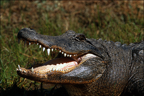 Крокодил с открытой пастью, Фото фотография рептилии