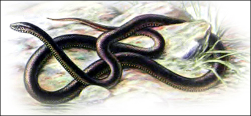   (Ptyas mucosus),   