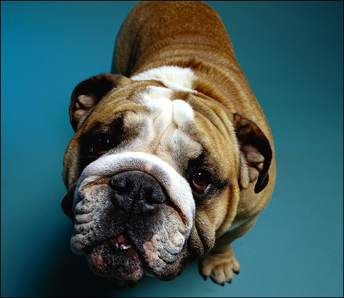 Английский бульдог, Фото фотография собаки картинка