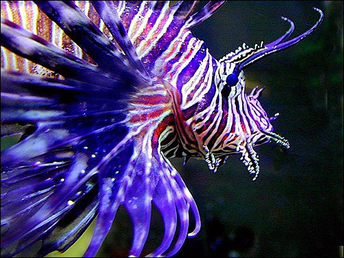   (Pterois volitans),    