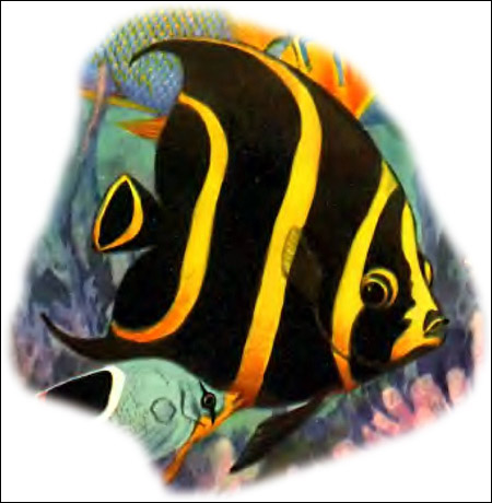 Желтополосая рыба-ангел (Pomacanthus paru), Рисунок картинка