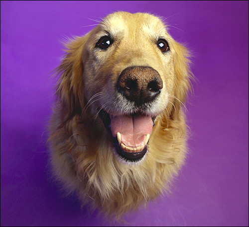 Золотистый ретривер, голден, Фото фотография собаки картинка