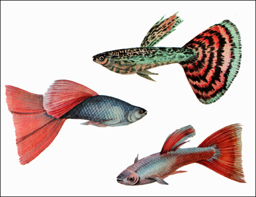 Гуппи - самцы (Poecilia reticulata), Рисунок картинка рыбы