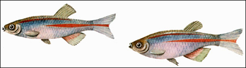Данио розовый (Brachydanio albolineatus), Рисунок картинка рыбы