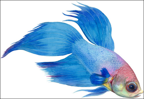 Петушок, бойцовая рыбка (Betta splendens), Рисунок картинка