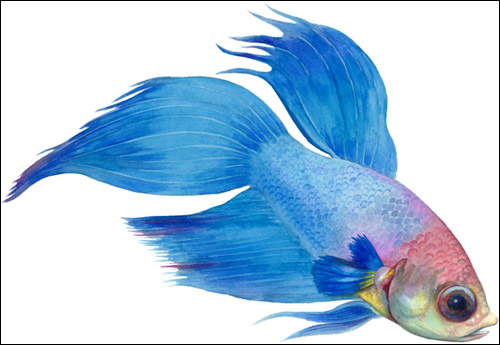 ,   (Betta splendens),  