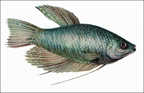   (Trichogaster trichopterus),  