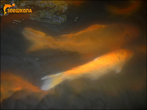    (Cyprinus carpio),   