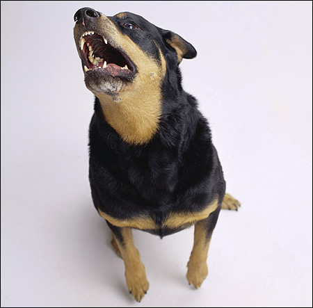 Поющий ротвейлер, Фото фотография собаки картинка