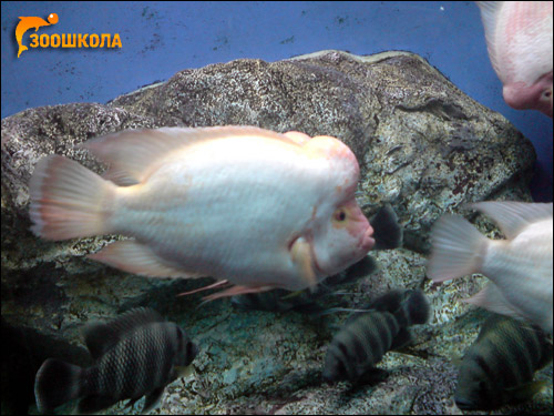 Рыбы. Владивостокский океанариум, Фото фотография
