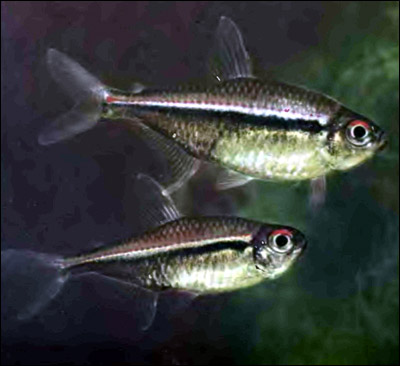  ,   (Hyphessobrycon heterorhabdus),  