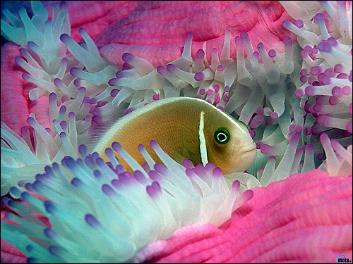 Рыбка в актинидии, Фото фотография, Кормление аквариумных рыбок