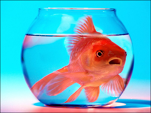 Золотая рыбка в круглом аквариуме, Фото фотография кормление аквариумных рыб