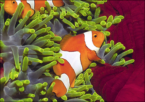  , - (Amphiprion ocellaris),  