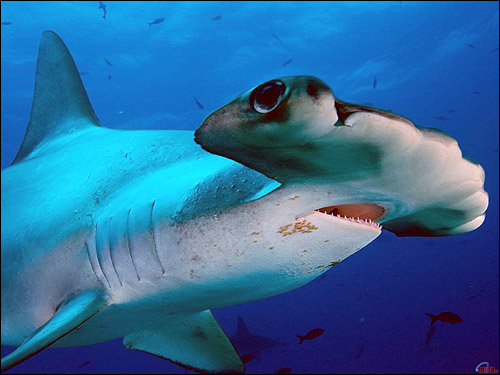 Гигантская акула-молот (Sphyrna mokarran) , Фото фотография