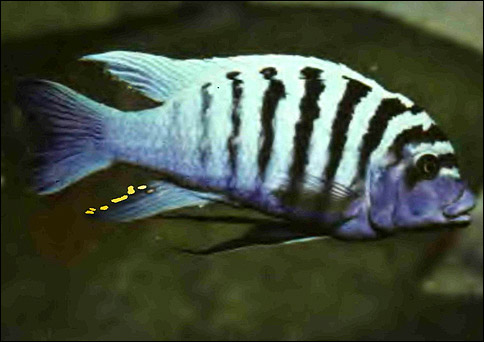   (Pseudotropheus zebra),  