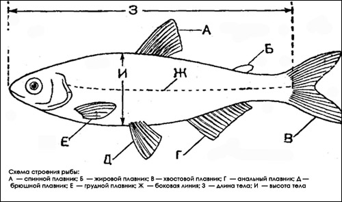 Схема строения рыбы, Рисунок картинка