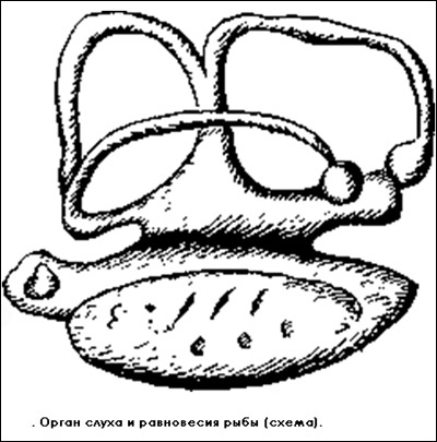 Орган слуха и равновесия рыбы (схема), Рисунок картинка