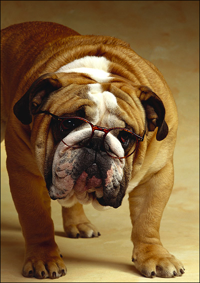 Английский бульдог в очках, Фото фотография собаки картинка