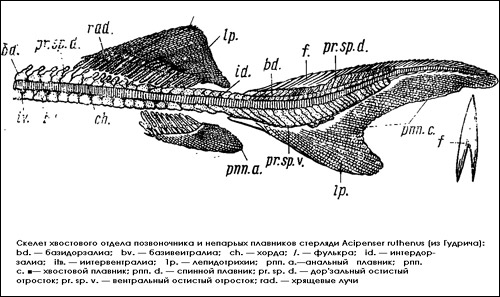 Скелет хвостового отдела позвоночника и непарных плавников стерляди, Рисунок картинка