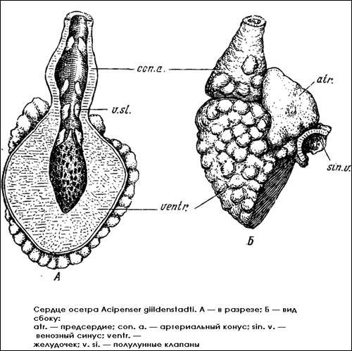   (Acipenser giildenstadti)    ,  