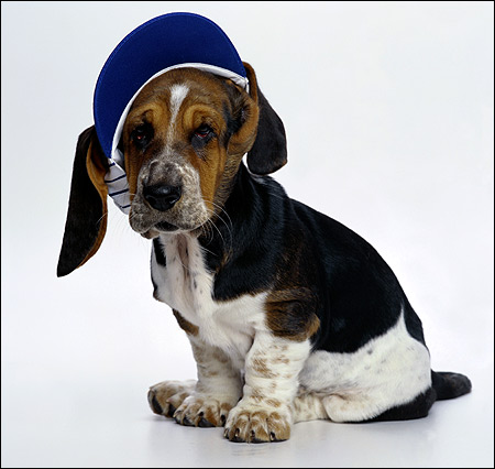 Щенок бассета, бассет-хаунд, Фото фотография собаки картинка
