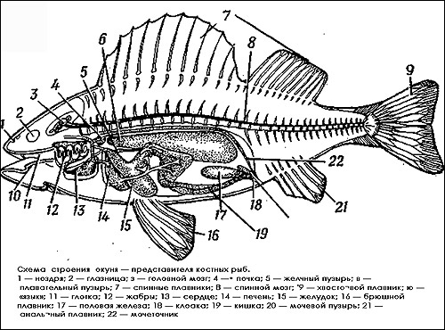 Схема строения окуня - представителя костных рыб, Рисунок картинка