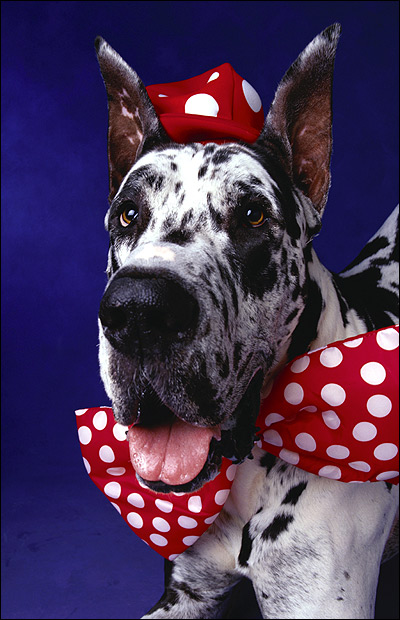 Немецкий дог, Фото фотография собаки картинка