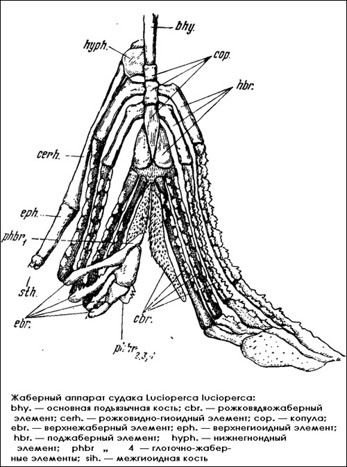    (Lucioperca lucioperca),  