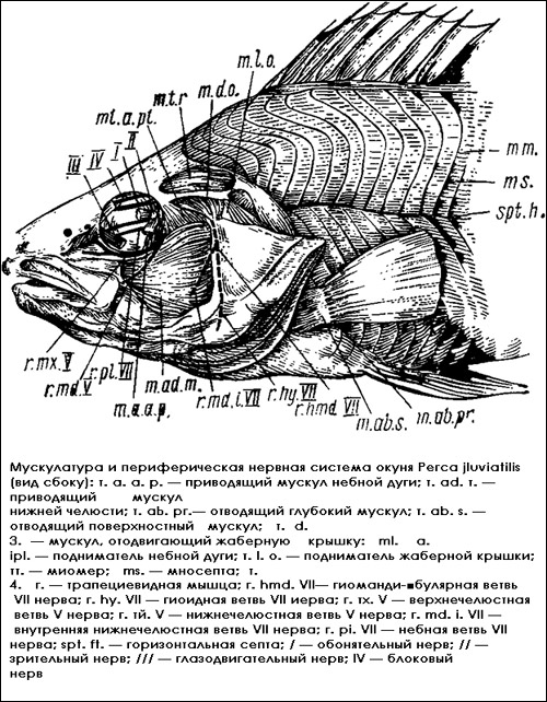       (Perca fluviatilis),  