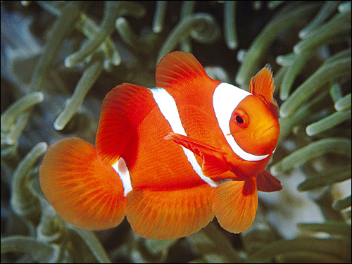 -, - (Amphiprion percula),  