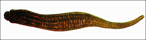 Пиявка (Fadejewobdella quinqueannulata), Рисунок картинка