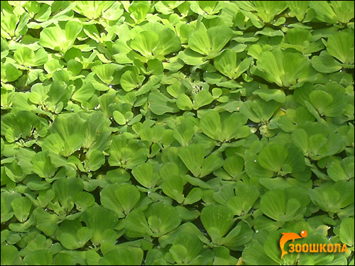 ,   (Pistia stratiotes),    