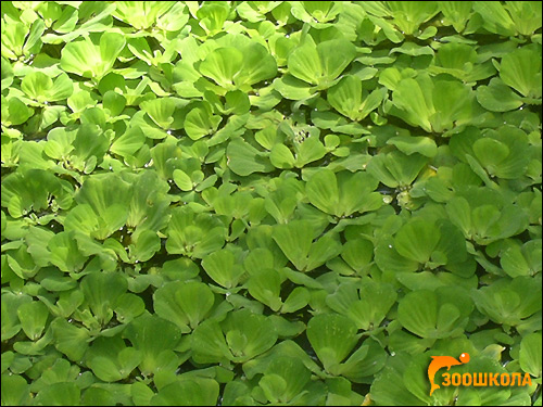 ,   (Pistia stratiotes),    