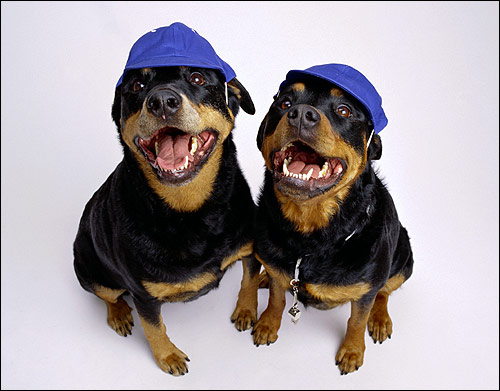 Ротвейлеры в кепках, Фото фотография собаки картинка