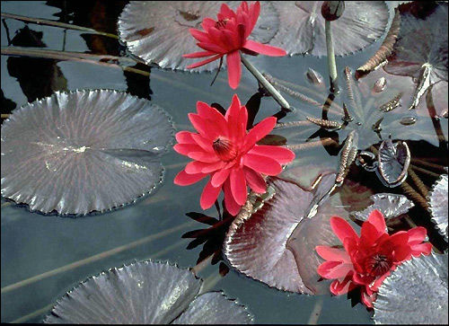 Водяная лилия или кувшинка (Nymphea alba), Фото фотография