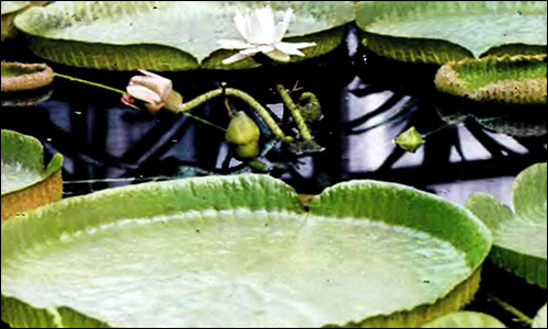 Виктория Круса (Victoria cruziana), Фото фотография  аквариумные растения
