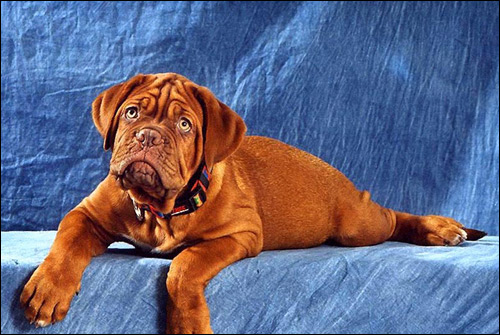 Щенок бордоского дога, бордос, Фото фотография собаки картинка