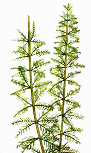   (Myriophyllum brasiliense),    