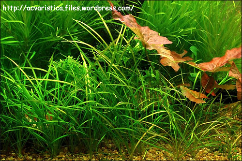  (Echinodorus tenellus),    http://acvaristica.files.wordpress.com/2008/10/echinodorus-tenellus.jpg
