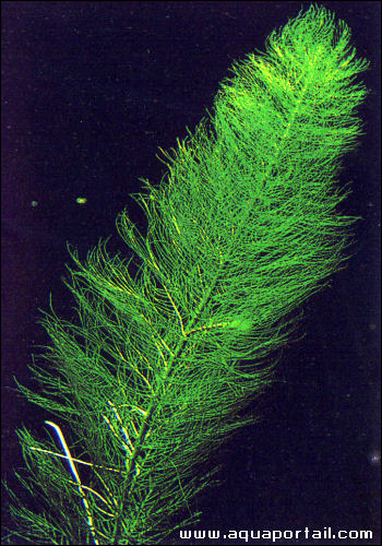 ,  (Myriophyllum pinnatum),    