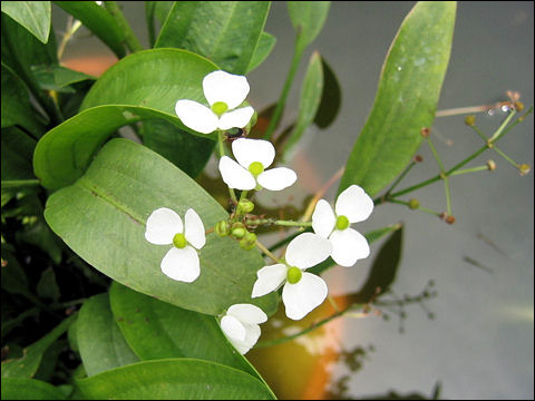   (Sagittaria graminea),    