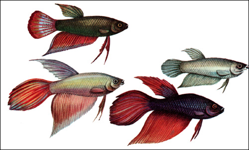  (Betta splendens),   