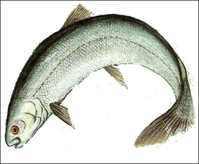 Волховский сиг, сиголов (Coregonus lavaretus), Рисунок картинка рыбы