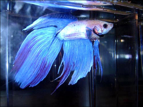 ,    (Betta splendens),    