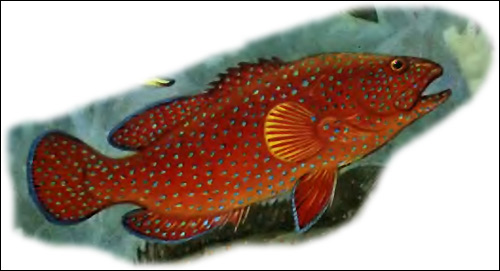   (Epinephelus morio),   